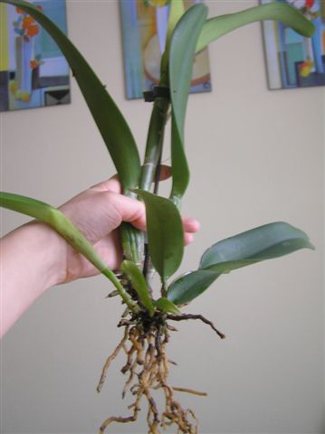 Вот растение целиком.