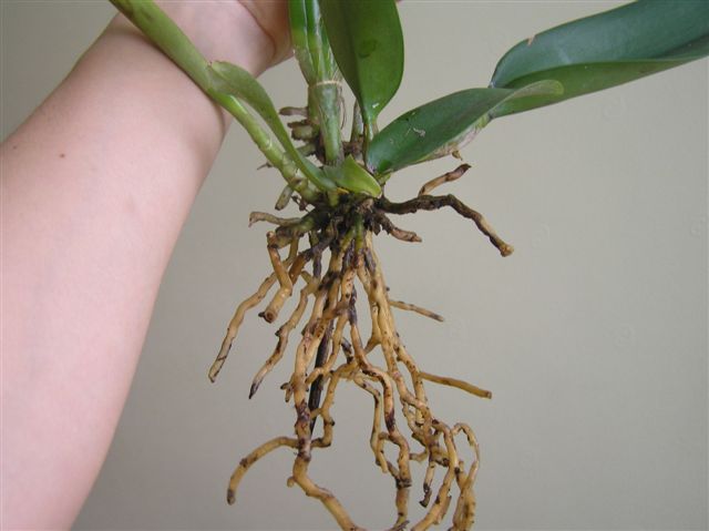 Вот то что осталось от корней.