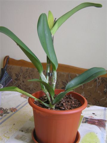 Вот так растение выглядит в новом горшке.