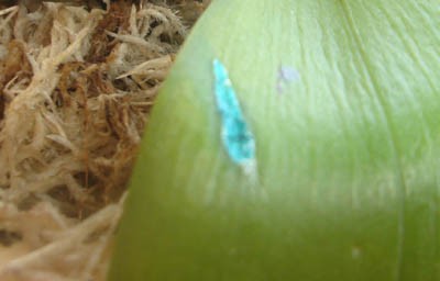 на листах орхидеии тоже замечено