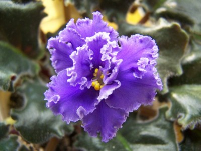 Долгожданный Ruffled Skies