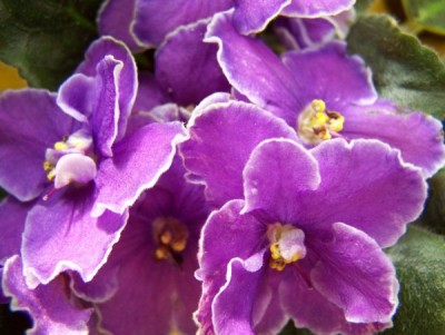 Пучок Velvet Frost