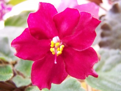 Арапашка дала просто невероятно красный цветочек