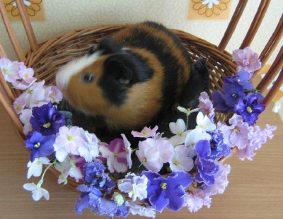 Кому - красота, а кому - корм подножный!