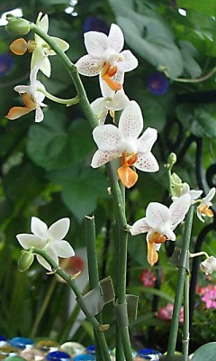 Phalaenopsis-Hibride Mini Mark