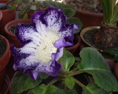 Тигрина синяя