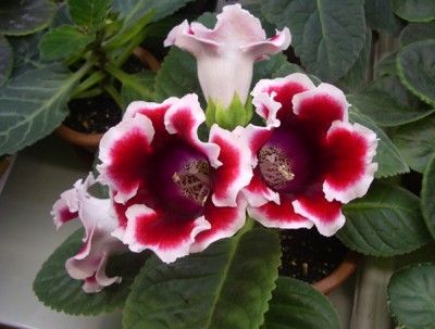 Какой-то Кайзер