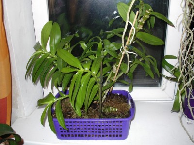 Dendrobium Nobile. побегов всего 11