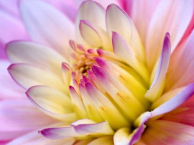 Yellow_Dahlia.jpg