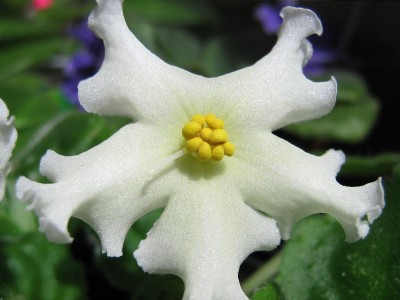 Golden Autumn. Сразу выпустил много цветочков