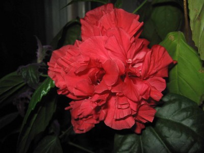 Натуральный его цвет