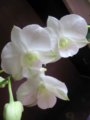 Тут он как фалик-бабочка