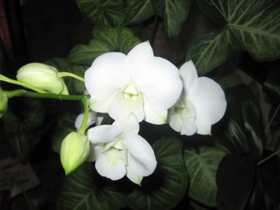 Цветочки дендрика на фоне сингониума.