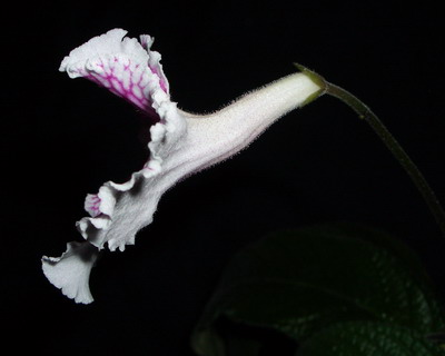 streps Bristol’s Petticoats 2006 03 23.jpg