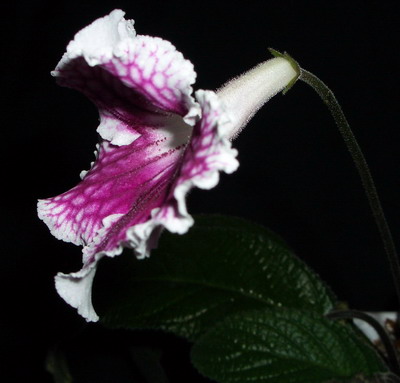 streps Bristol’s Petticoats 2006 03 24.jpg