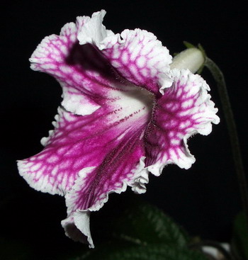 streps Bristol’s Petticoats 2006 03 22.jpg