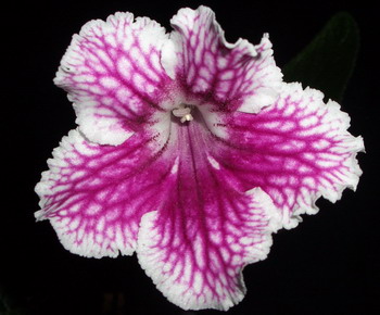 streps Bristol’s Petticoats 2006 03 25.jpg