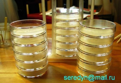 Главное подписывать каждую ёмкость с семенами. Иначе отличить сеянцы друг от друга можно будет не раньше 2-3х лет!