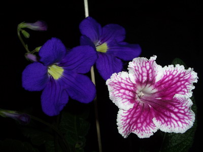 streps - 2006 03 25.jpg