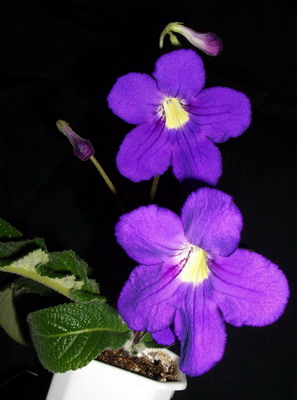 streps - Marna - 2006 03 22.jpg