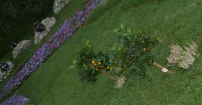 Боюсь ошибиться... нечто цитрусовое в открытом грунте... на заднем плане баранЫ