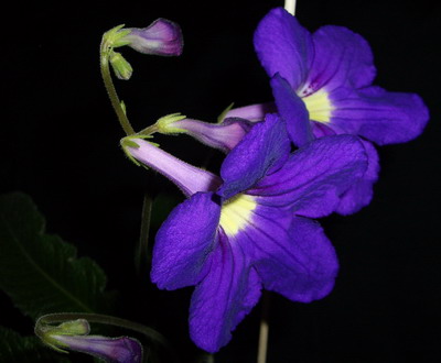 streps - Marna - 2006 03 23.jpg