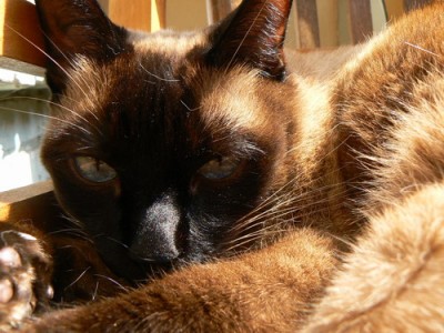 зайчик злой!!!