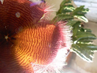 stapelia 2007 08 19.jpg