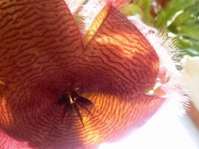 stapelia 2007 08 20.jpg