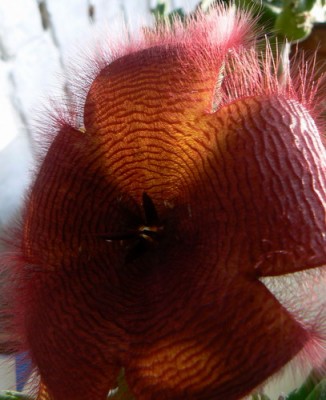 stapelia 2007 08 21.jpg