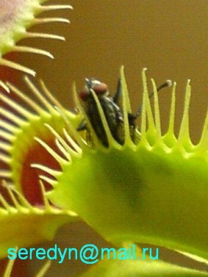 А эта попалась другой частью тела...:)