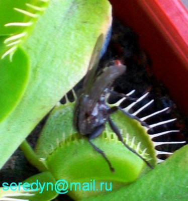 Любопытной Варваре...:-)