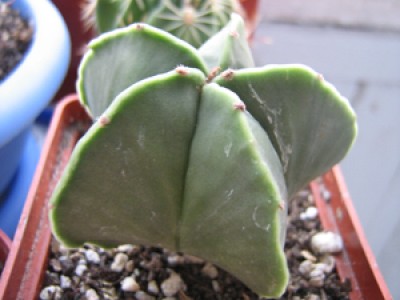 Astrophytum myriostigma var.nudum