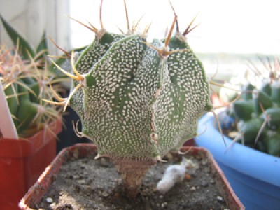 Astrophytum ornatum