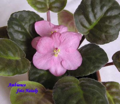 Второй цветонос дал два цветочка, но они хоть отдаленно напоминают сорт.