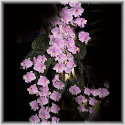 Phalaenopsis schilleriana.jpg
