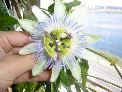 P. caerulea Brazil 1.jpg