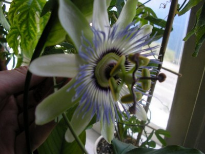 P. caerulea Brazil.jpg