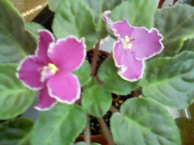 ЕК-Признание в любви