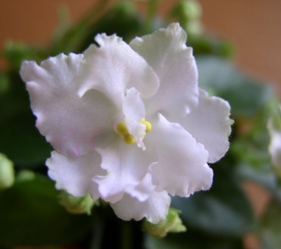 Allegro Winsome 01.jpg