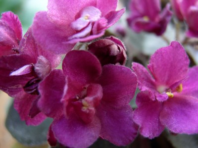 Rob’s Love Bite.jpg