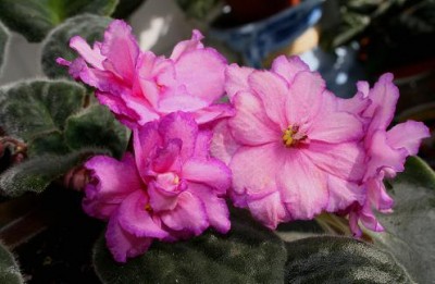 Suncoast  Secret Fantasy.JPG