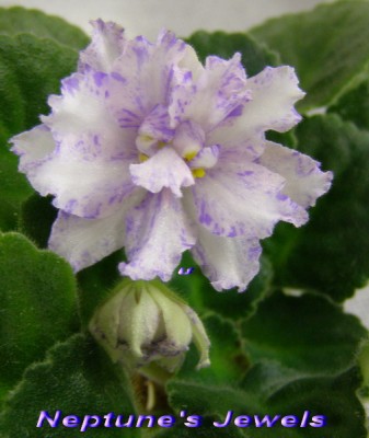 Зацвел пасынок от моей химеры-мамы.