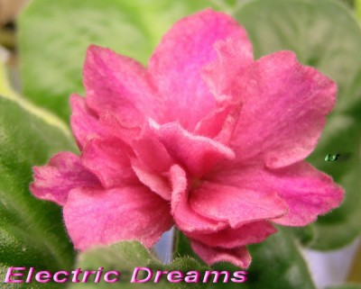 Elecric Dreams порадовал первым цветочком