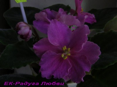 Наконец-то раскрылась ЕК-Радуга Любви