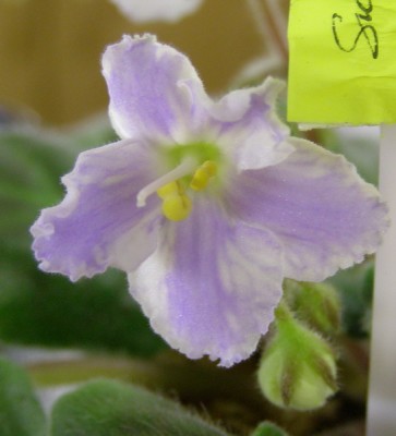 Sky Diver захимерился.