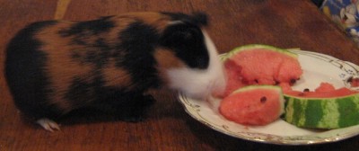 Он так энергично рылом вертел, что никак не могла поймать его в фокус.