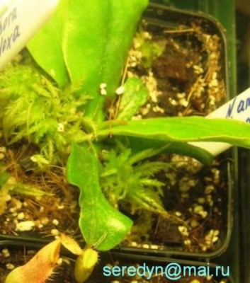 N. ampullaria (Brunei)