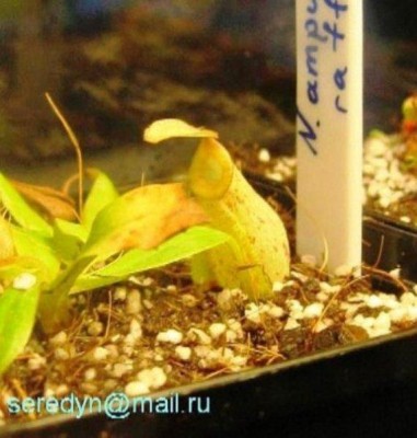 N. ampullaria x rafflesiana