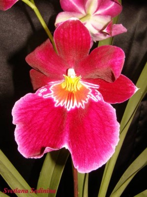 Miltonia.jpg